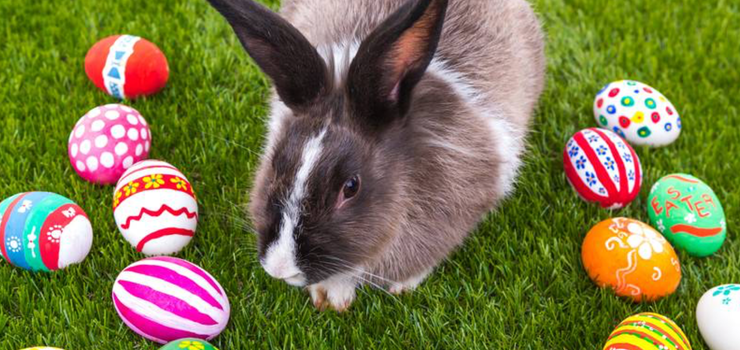 Actionbound Easter Bunny Hunt Smartphone Rally Scavenger Hunt App 